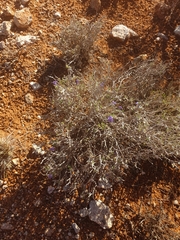 Aptosimum albomarginatum