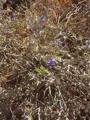 Aptosimum albomarginatum