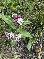 Asclepias humilis