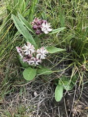 Asclepias humilis