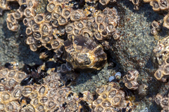 Patelloida latistrigata