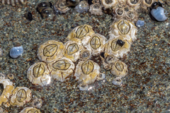 Chthamalus antennatus