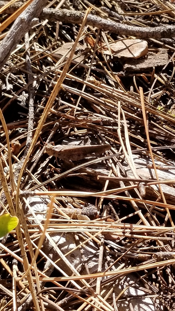 Crackling Forest Grasshopper