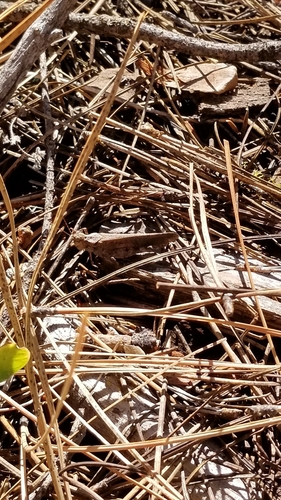 Crackling Forest Grasshopper