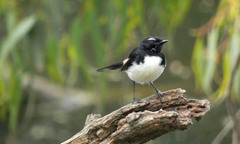 Rhipidura leucophrys