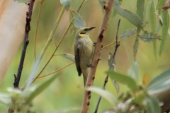 Ptilotula plumula