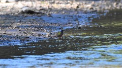 Passerina ciris pallidior