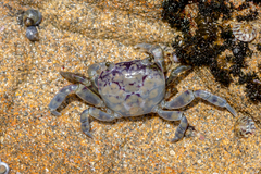 Cyclograpsus granulosus