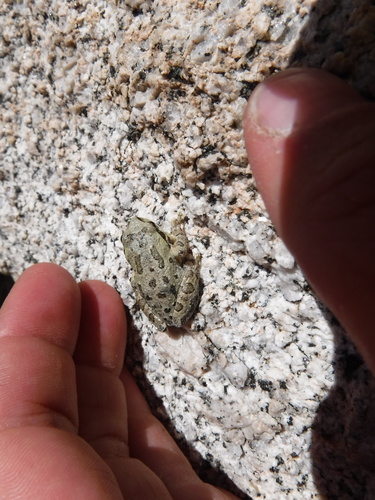 iNaturalist observation photo of Chorus Frogs