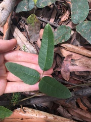 Kennedia rubicunda