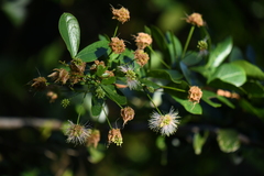 Pithecellobium keyense