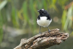 Rhipidura leucophrys