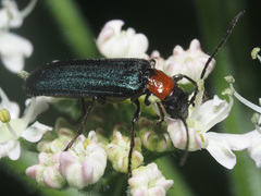 Anogcodes fulvicollis