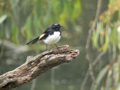 Rhipidura leucophrys