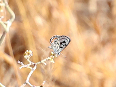 Euphilotes pallescens elvirae