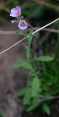 Chaenostoma patrioticum