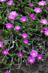 Delosperma grantiae