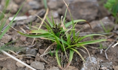 Cyperus rupestris