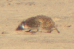 Atelerix algirus