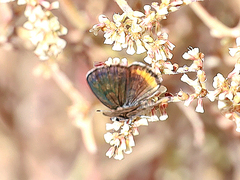 Euphilotes pallescens elvirae
