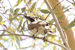 Philemon argenticeps