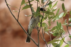 Philemon argenticeps