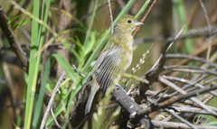 Passerina ciris pallidior