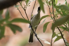 Philemon argenticeps