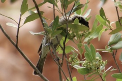 Philemon argenticeps