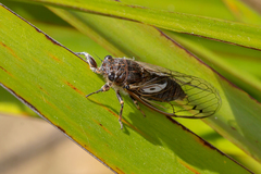 Gelidea torrida