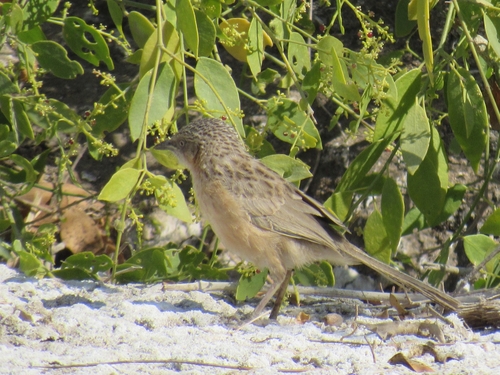 Striated Babbler