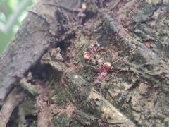 Polyrhachis bihamata