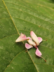 Hymenopus coronatus