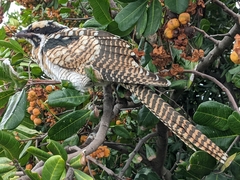 Eudynamys orientalis cyanocephalus
