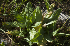 Primula auriculata