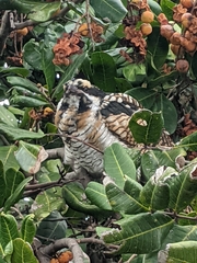 Eudynamys orientalis cyanocephalus