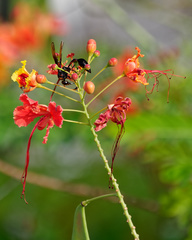 Delta pyriforme circinale