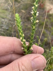 Struthiola striata