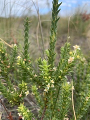 Struthiola striata