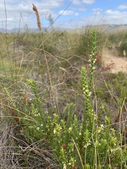 Struthiola striata