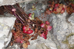 Crassula capensis promontorii