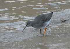 Tringa totanus