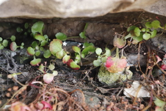 Crassula capensis promontorii