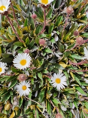 Celmisia hieraciifolia