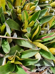 Celmisia hieraciifolia