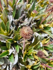 Celmisia hieraciifolia