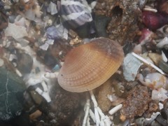 Irus crenatus