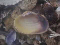 Irus crenatus