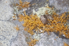 Teloschistes capensis