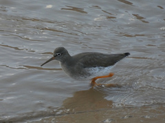 Tringa totanus